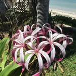 Marilyn Roue Magee - @rouemagee - Instagram