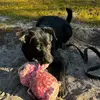 marilynmcallister - @cutestpoundpuppy - TikTok