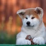 Marilyn K. McDavid - @akita.loving - Instagram
