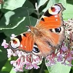 Marilyn McDougall - @marilyn.mcdougall.5 - Instagram
