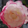 marilynmcgraw0 - @marilynmcgraw0 - TikTok