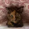 Marian McQuade - @marian.mcquade - TikTok