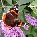Marilyn Pearce - @pearcemarilyn25 - Instagram