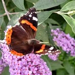 Marilyn Pearce - Facebook