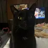 marilyn - @marilynpre - TikTok