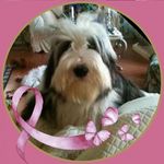 Marilynn C. Severson - @bridge_port_bearded_collies - Instagram