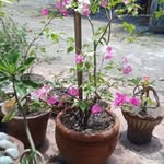 Marilyn sison - @marilyngsison - Instagram