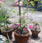 Marilyn Sison - Facebook