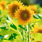 Marilyn Sullivan - @marilyn.sullivan.7121 - Instagram