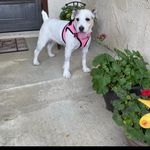 Marilyn McGill Swallow - @cher_dawn_one_spoiled_dog - Instagram