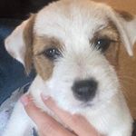 Marilyn Swallow - @auggie_jack_onespoiled_dog - Instagram