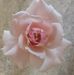 Marilyn Tyrrell - Facebook
