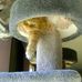 Marilyn Wahlstrom - Facebook