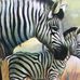 Marilyn Wilkes - Facebook