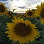 Marilyn Wingert - @marilynwingert - Instagram
