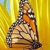 Marilyn Yoder - @marilynyoder533 - TikTok