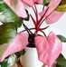 Marina Cadena - Facebook