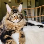 Marina Johnson - @houstonbestmainecoons - Instagram