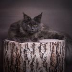 Marina Johnson - @houstonmainecoons - Instagram