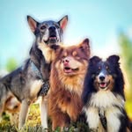 Marina🙋‍♀️ Bamse, Storm & Hubbe - @lapphundbamse - Instagram