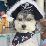 Pirates Cove Resort & Marina Stuart, Florida - @thepupsofpiratescove - Instagram