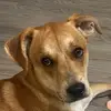 Brownie The Rescue Dog - @marinawray2023 - TikTok
