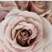 Mary Bedingfield - Facebook