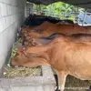 Mario Berganza - @mario.berganza18 - TikTok