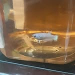 @mario.bettafish - Instagram