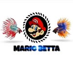 mario_betta_2nd - @mario_bettafarm - Instagram