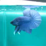 Mario betta - @mario_betta - Instagram