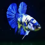 mario betta - @mariojorgemateopaula - Instagram
