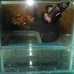 Mario betta & guppy fish - @donny.siswoyo.9 - Instagram