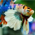 MARIO - @mario_betta_fish - Instagram