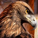 Mario Bird - Facebook