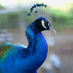 @mario_birds - Instagram