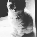 Bébé chaton - @mariobolduc0 - Instagram