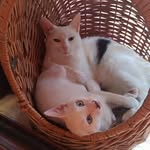 Chester Charlie & Mario - @chester_charlie_e_mario - Instagram
