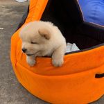 Mario Suravaram - @mario_the_king_chow - Instagram