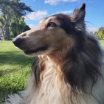Mario Cooke - @pigattdoveyvg - Instagram