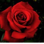 mario costello - @mario_costello1 - Instagram