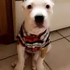 mariocurrybackup - @mariojunior3347 - TikTok