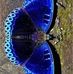 Marion Sarah Cuschieri - Facebook