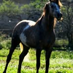Marion Dedivanovic - Facebook