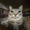 Mariodownsyndrome - @idk138272 - TikTok