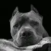 marioerving - @dogandrio - TikTok