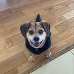 Mario Fox - @foxy.mario - Instagram