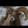 cinghiale - @mariogulla2 - TikTok
