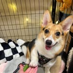 Mario Ho The Corgi 😎 - @mariohothecorgi - Instagram