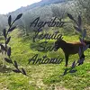 Mario Mancuso - @agribiotenutasanantonio - TikTok